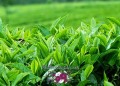 Một số thảo dược giúp chữa bệnh phụ khoa hiệu quả