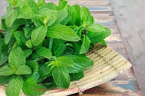 Phương pháp dân gian chữa bệnh lậu bằng lá bạc hà tự nhiên