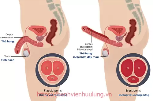 Rối loạn cương dương do mạch máu